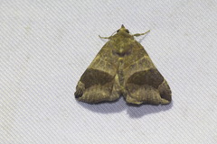 Bastilla