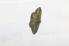 Anisoneura salebrosa