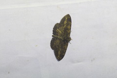 Anisoneura salebrosa