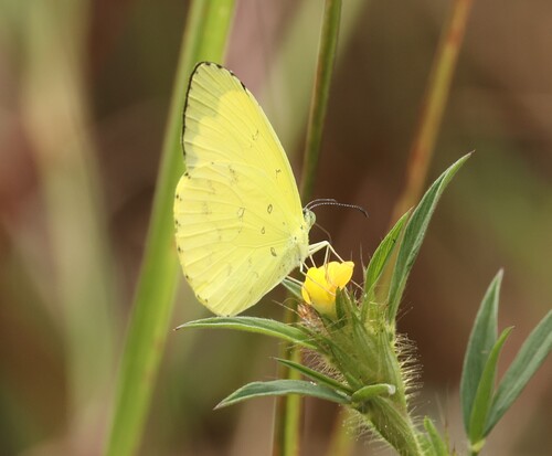 Forest Grass Yellow