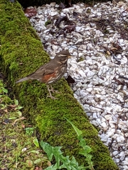 Turdus iliacus coburni
