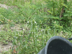 Leucas lavandulifolia