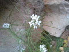 Dryopetalon runcinatum