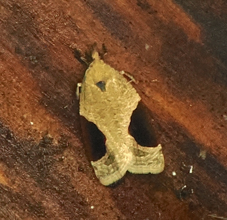 Strophotina