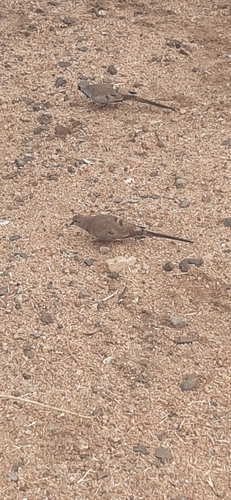 Namaqua Dove