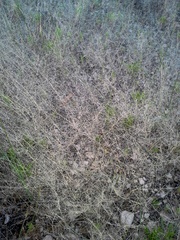 Muhlenbergia fragilis