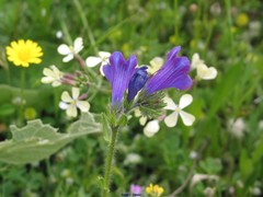 Echium plantagineum