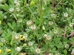 Trifolium cherleri