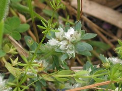 Galium parisiense