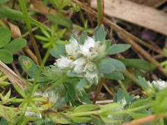 Galium parisiense