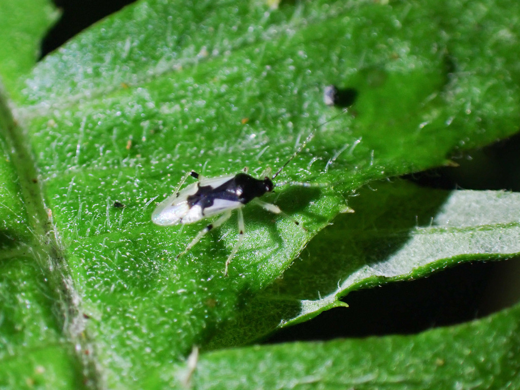 Meridatibius