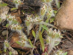 Plantago bellardii