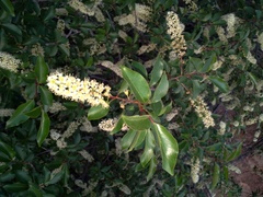 Prunus serotina virens