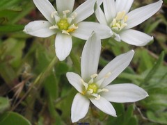 Ornithogalum baeticum