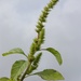 Smooth Pigweed - Photo (c) Biopix, some rights reserved (CC BY-NC)