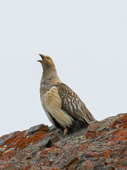 Altai Snowcock photo 3