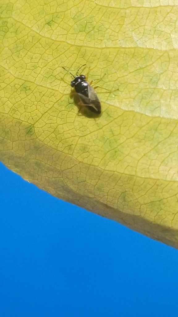 Geocoris sobrinus