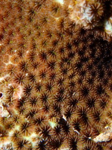 Leptastrea transversa observed 2025-09-30