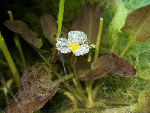 duck-lettuce (Ottelia alismoides)