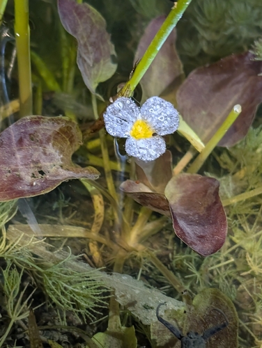 Ottelia alismoides, photograph 5