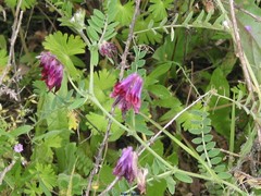 Vicia benghalensis