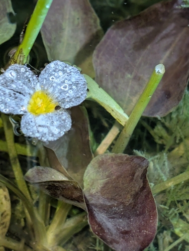Ottelia alismoides, photograph 6