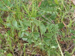 Pimpinella villosa
