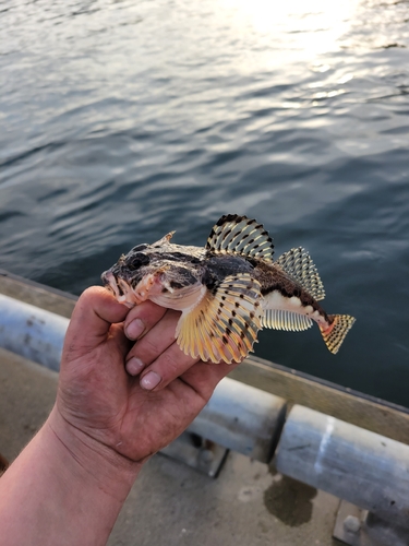 Armorhead sculpin (Gymnocanthus galeatus) — Cottidae — 3