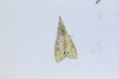 Calliteara angulata