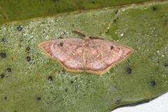 Chrysocraspeda sanguinea