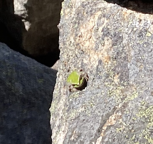Pacific Tree Frog