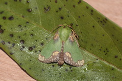 Parasa pastoralis