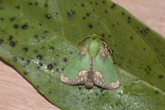 Parasa pastoralis