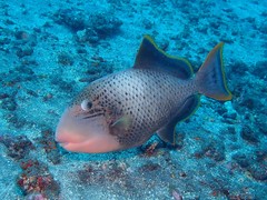 Yellowmargin Triggerfish photo 1