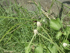 Cyperus mindorensis