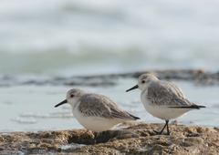 Calidris alba