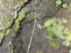 Zosis geniculata