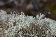 Cladonia botrytes