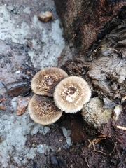 Lentinus crinitus
