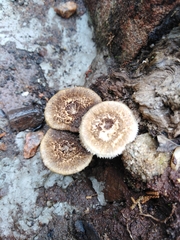 Lentinus crinitus