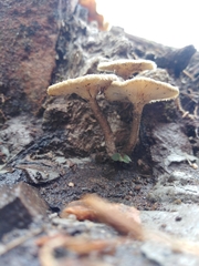 Lentinus crinitus