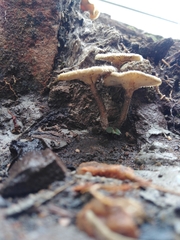 Lentinus crinitus