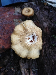 Lentinus crinitus