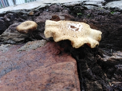 Lentinus crinitus