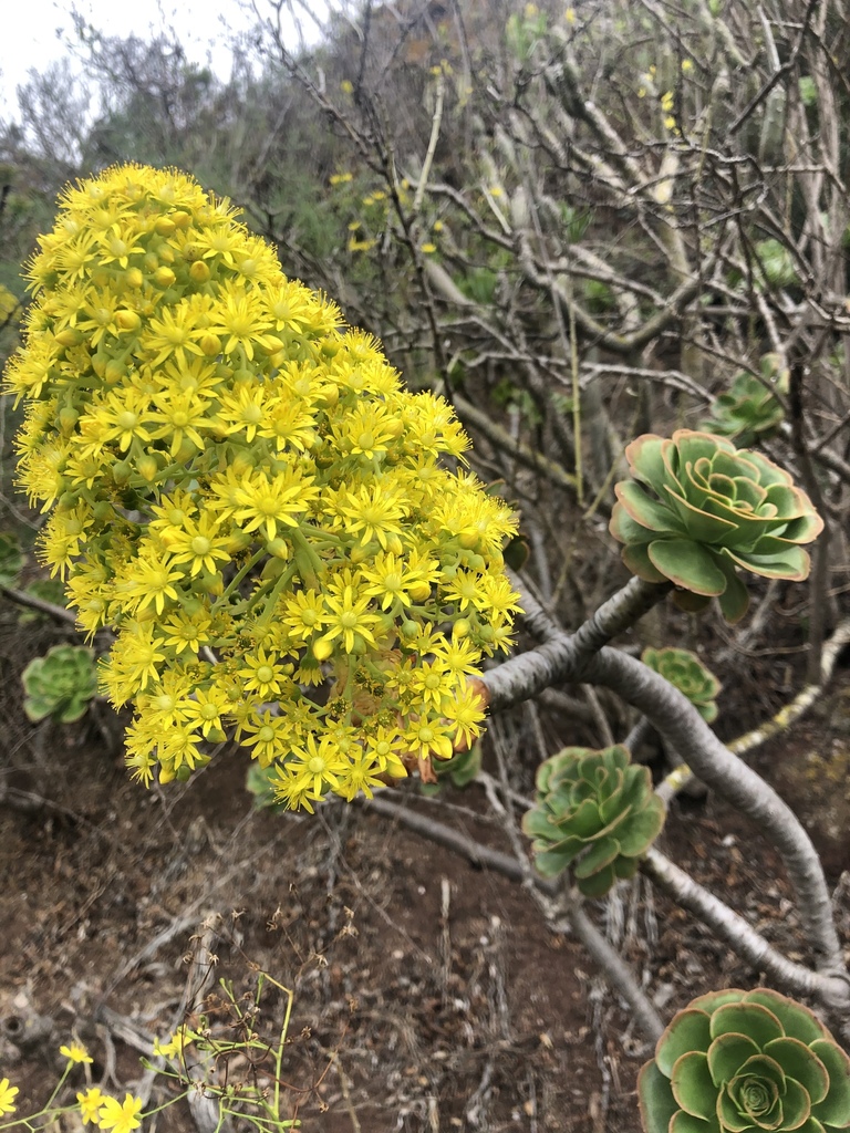 Siempreviva Arbórea (Aeonium arboreum) · Natusfera