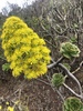 Tree Aeonium - Photo (c) William Stephens, some rights reserved (CC BY), uploaded by William Stephens