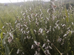 Aspalathus chortophila