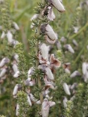 Aspalathus chortophila