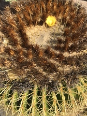 Kroenleinia grusonii