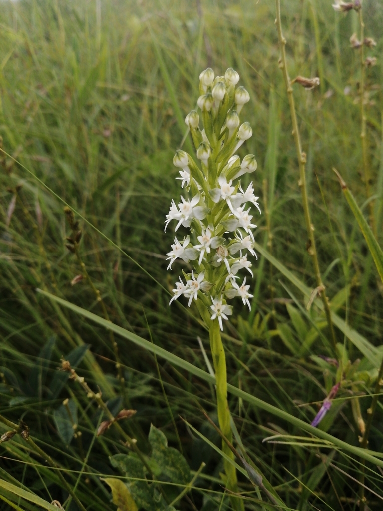 Death Orchid from Ray Nkonyeni Local Municipality, South Africa on ...